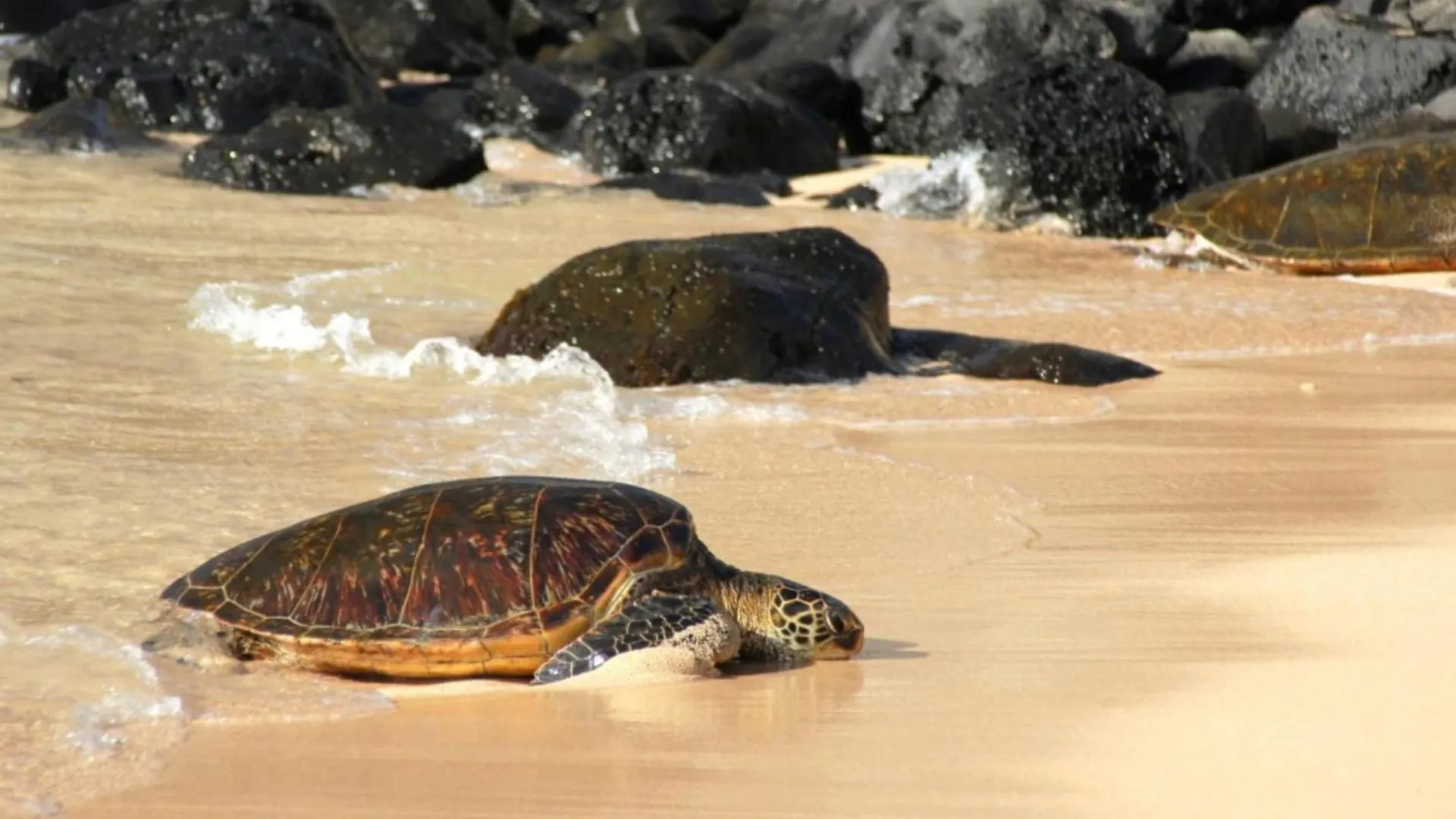 Kamaole Sands 1101 Wailea  0*, Wailea (Maui)
